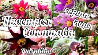 Прострел/ Сон трава/ Pulsatilla. Виды и сорта - ярких и нежных первоцветов