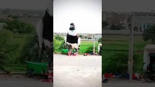 top 3 viral pigeon video ️‍ #shorts #trending #pigeonshort #kabutar #pigeon #video #shortsvideo