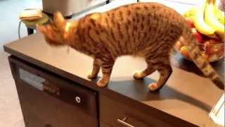 Oskar the Blind Cat Demonstrates How to Climb the Kitchen Counter