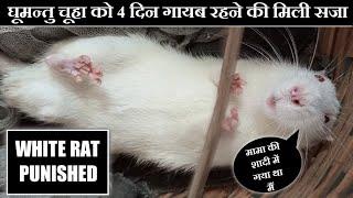 White mouse punished | safed chuha ko saza mili | pet rat | cute mice #cuterats #petrats