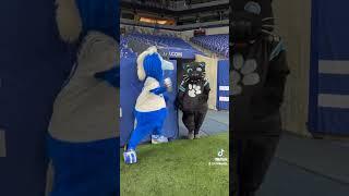 NFL Mascot Blue And Sirpurr Are Doing The Tiktok Action