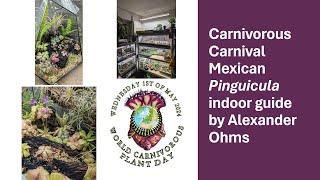 Carnivorous Carnival Mexican Pinguicula indoor guide - Alexander Ohms