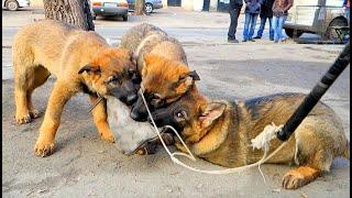 WHO IS STRONGER? German Shepherd puppies hunters. Odessa.