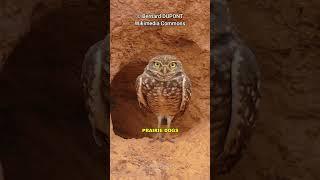 Burrowing Owl | The Adorable Owl