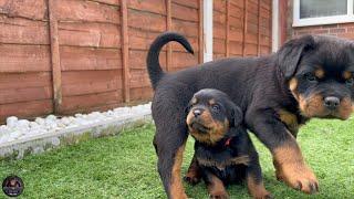 4 Weeks Old Rottweiler Puppies Meet 6 Weeks Old Rottweiler Puppies