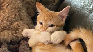 Silly Kitten Cleaning Toe Beans 