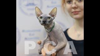 Кошка канадский сфинкс. Выставка кошек PCA on-line