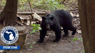 Bear Hunting, Trout Fishing, Recipe; Michigan Out of Doors TV #2440