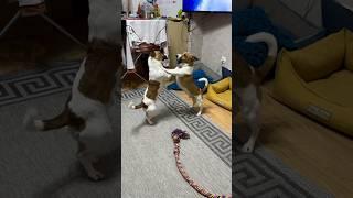 Дикий попрыгун и два Джек Рассел терьера /ч.2 #джекрасселтерьер #jackrussellterrier