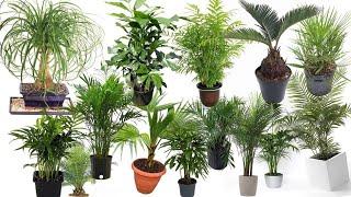 15 Best Type of Indoor Palm PlantSheryl A.