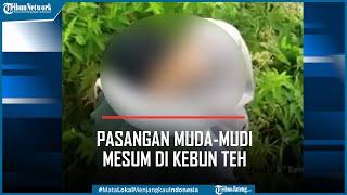 Pasangan Muda mudi Mesum di Kebun Teh Terekam CCTV