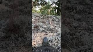 The Journey of the Turtle | Film Studio Aves