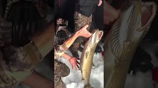 Big Lake Trout coming right up!! #icefishing #trout