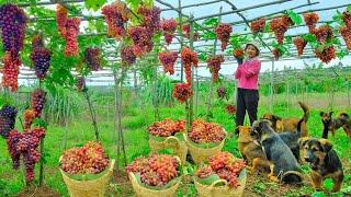 Harvesting Ripe Grapes Goes To Market Sell - Cooking, Farm, Garden, Daily Life | Tieu Lien