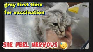 how to administer vaccines to 5 months old filine | gray British persian