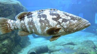 Каменный окунь (Epinephelus malabaricus)