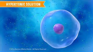 Cell Transport and Solutions