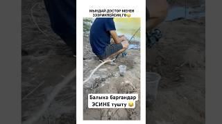 Болгонбу ушундай  #тикток #моялошадь #юмор #лошадки #дуэт #арабскиелошади #прикол #топ