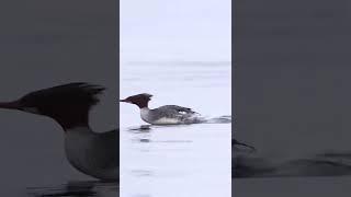 Duck runs on water | Утка бежит по воде