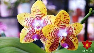 Phalaenopsis Orchid World 'Bonnie Vasquez' - Orchid Spotlight & Care Tips