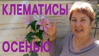 КЛЕМАТИСЫ ОСЕНЬЮ - цветение клематисов - обзор "клематис посадка в одну ямку несколько сортов"