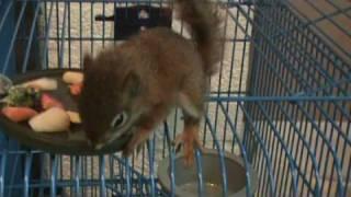 Baby red squirrel, 6 weeks