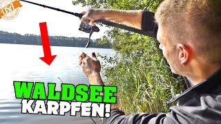 Und ab geht die Post! Angeln auf Waldsee Karpfen mit light Tackle!