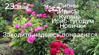 23 мая.Пионы,ирисы,купена,ирис тугодум,мои новички.Красивооо!