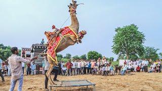 ऊंट ने किया आग मुँह में लेके जम्प  || New Rajasthani Song 2024 || New Camel Dance #priyanshu