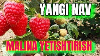 MALINA YETISHTIRISH SIRLARI