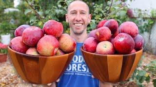 How to Grow Apple Trees, Complete Growing Guide