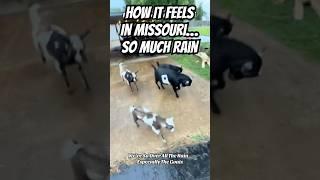 How It Feels In Missouri…So Much Rain #goats #missouri #rain #farmlife
