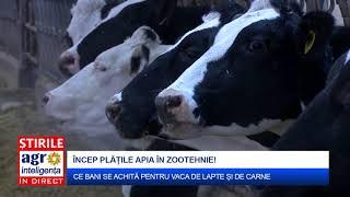 Ce subvenții se achită pentru vaca de lapte și vaca de carne