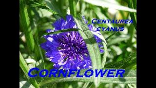 Gardeners World 2022 Episode 12 Cornflower Centaurea cyanus