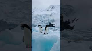  PENGUINS LIFE Amazing video Clips | Penguins Mating | Wildsafari |