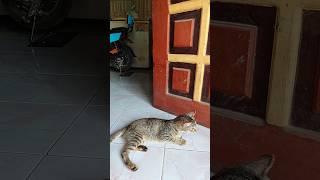 Fearless cat's close encounter: caught unscathed by sliding door