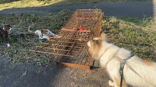 山の中の一軒家に足繁く通う猫に兄弟猫あらわる