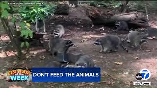 Woman calls 911 after being hounded by up to 100 raccoons