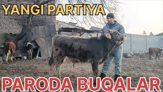 Paroda buqalar HASANBOY VA HUSONBOY GA Yangi partiya keldi