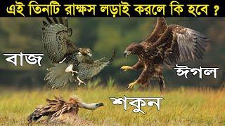 চিল VS বাজ VS শকুনের লড়াইয়ে কে জিতবে | Eagle vs Vulture vs Hawk | কে সবচেয়ে বিপজ্জনক