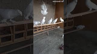 pigeons 19-mart, 2023