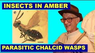 Insects in Amber in Ukraine. Parasitic Chalcid Wasps (Chalcidoidea, Hymenopera) in Amber from Rivne.