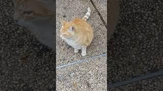 Red fat round cat  Funny cats  Beautiful pets  Cute animals Memes 2023