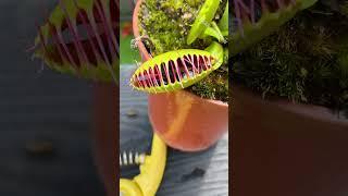 How Many Flies Can a Venus Flytrap Eat?