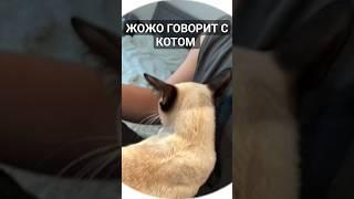 ЖОЖО РАЗГОВАРИВАЕТ С КОШКОЙ