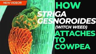 HOW STRIGA GESNORIOIDES (WITCH WEED) ATTACHES TO COWPEA PLANT