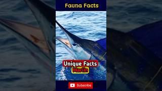 Unique Facts about marlin #wildlife #faunafacts #marlin #shorts #animals #animalsfacts