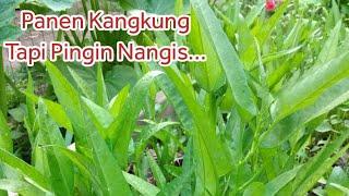 Panen Kangkung  | Vlog Sastri Kesey