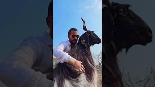 Keep your goats on Palai at MD Goat Farm For Season 2025