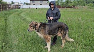 Volkodav Dogs Of HB Kennel  | Tour in Karachay-Cherkessia North Caucasus 2024 raw footages